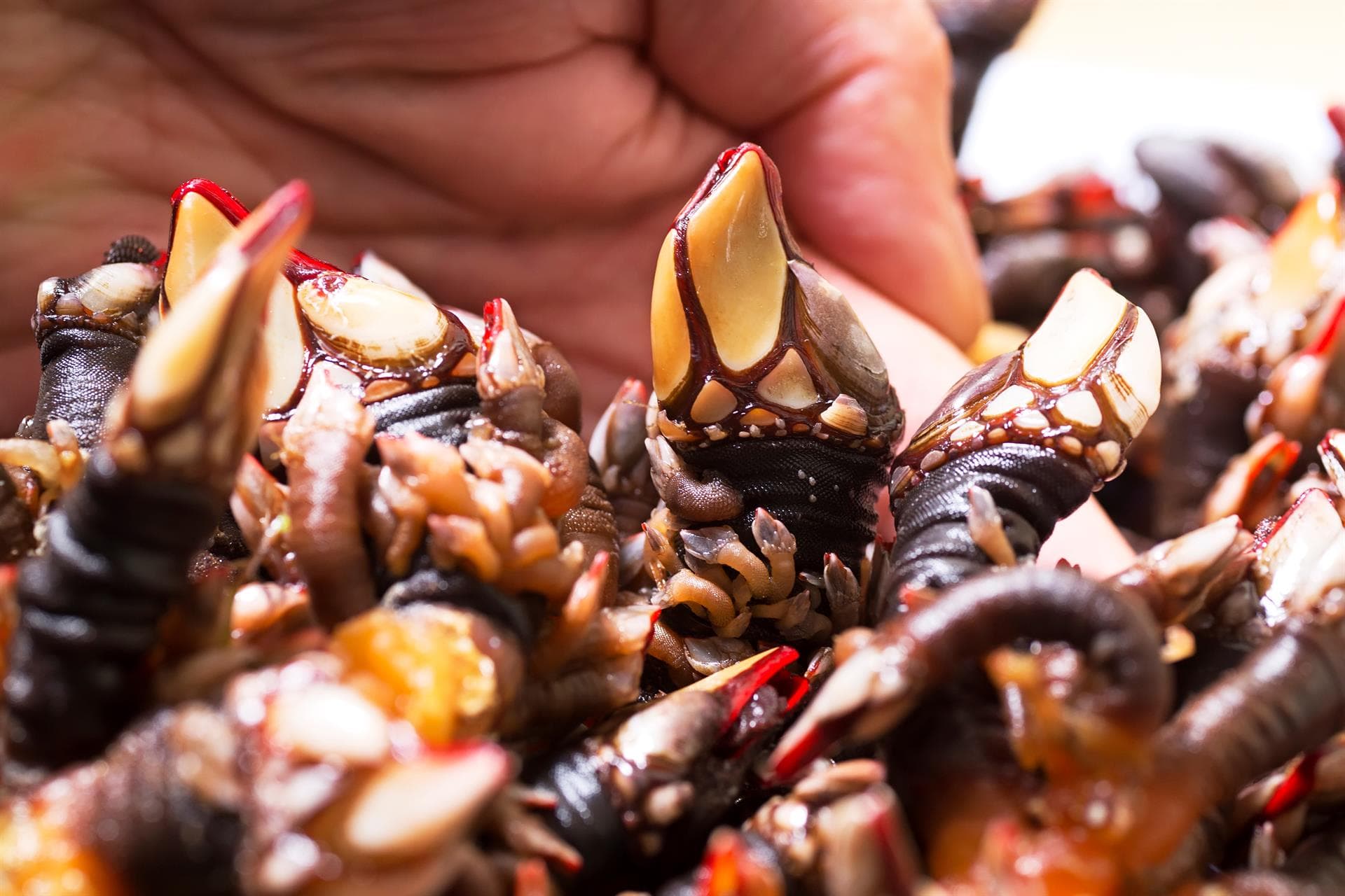  La costa de Cedeira, productora de los mejores percebes de Galicia