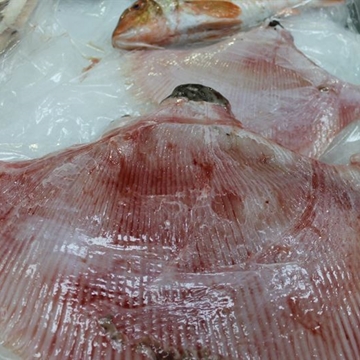 Ala de Raya - Imagen 1