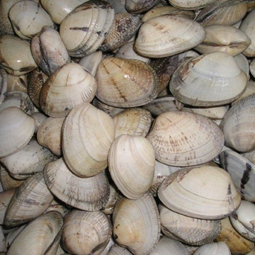 Almeja Babosa - Imagen 2