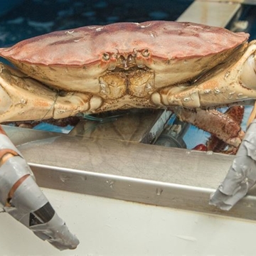 Buey de Mar - Imagen 1