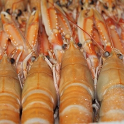 Cigala 00 - Imagen 1