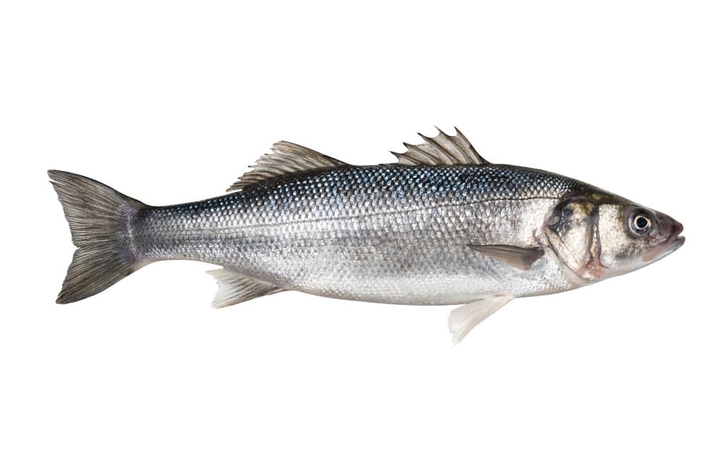 Lubina Salvaje