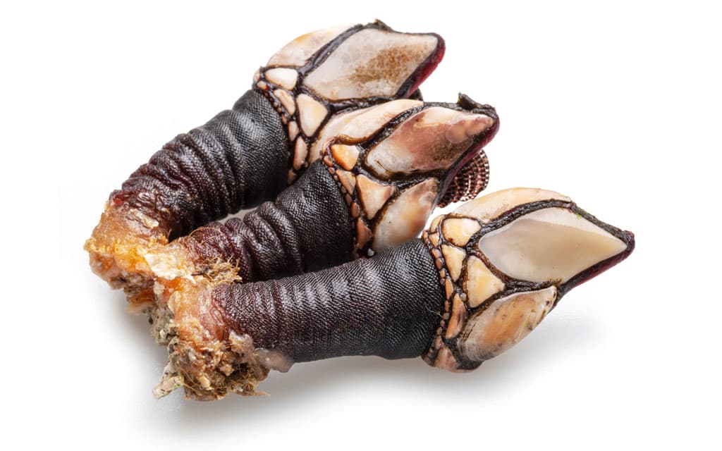 Percebes