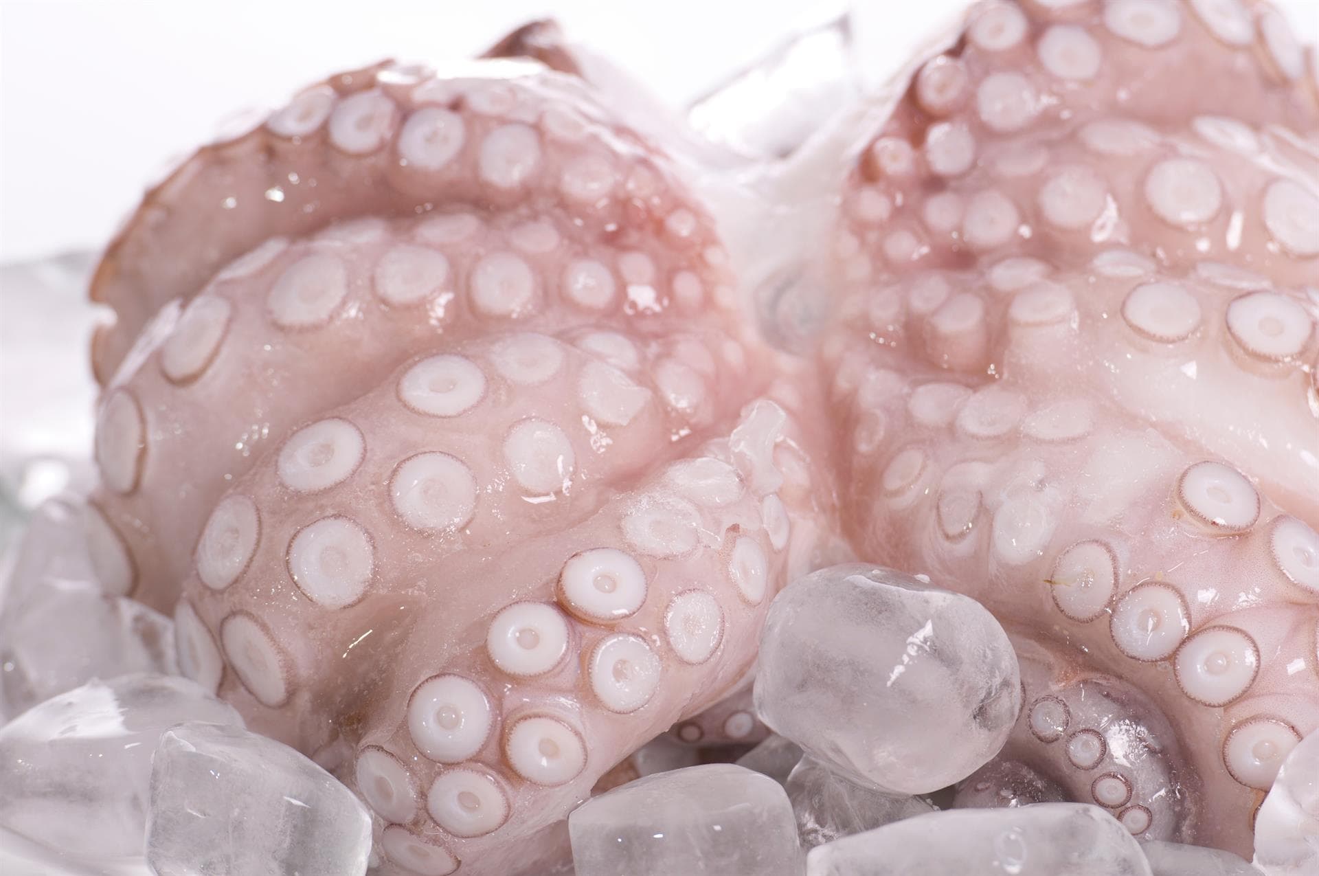 Mantenemos el pulpo congelado todo el año para que te llegue en perfecto estado
