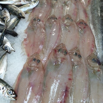 Meigas (Gallo Gallego) - Imagen 1