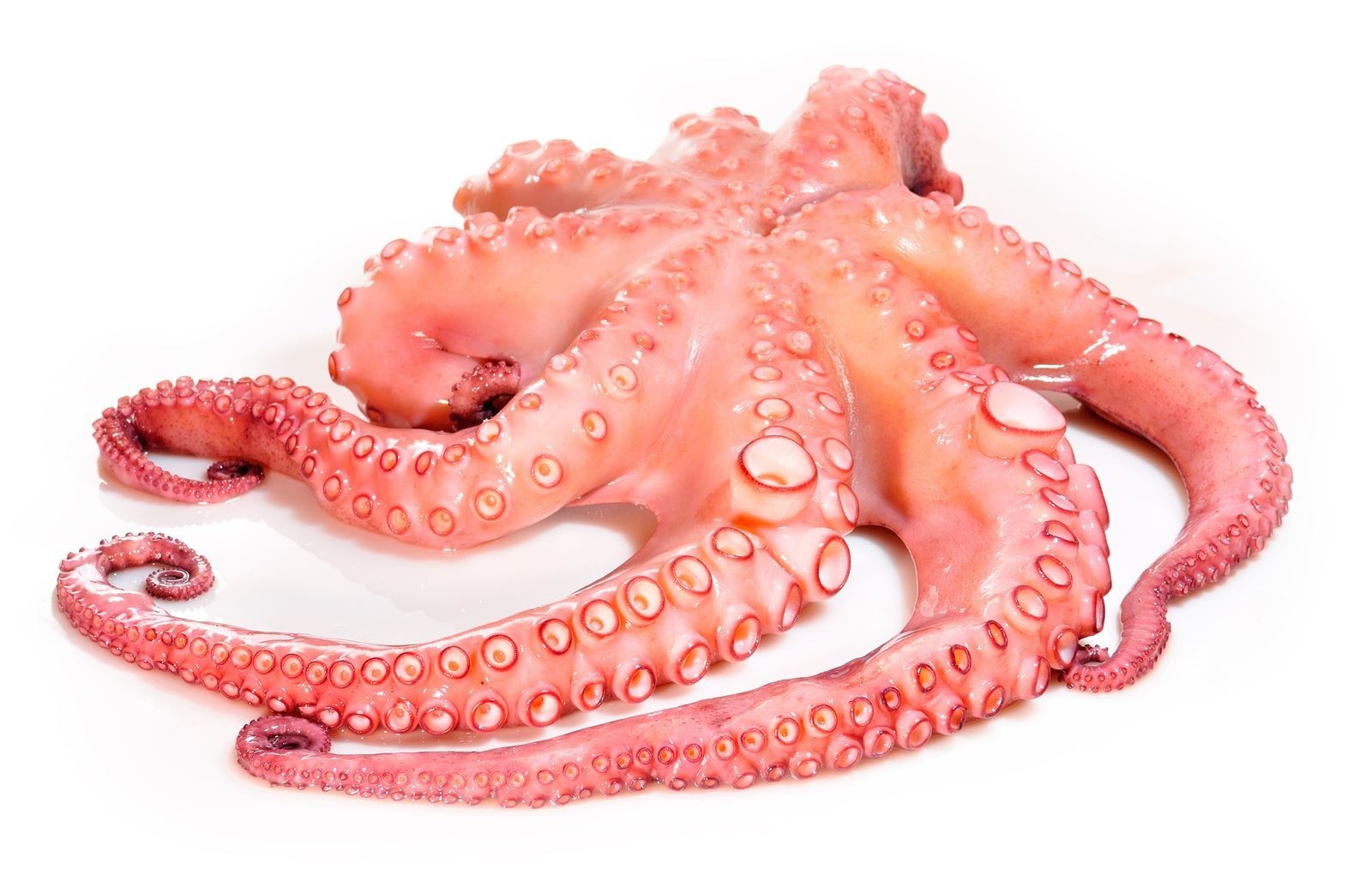 Pulpo